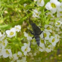 Pompilidae (family) (Unidentified Spider wasp) at Molonglo Valley, ACT - 13 Apr 2018 by JanetRussell