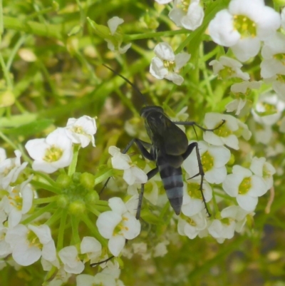 Pompilidae (family) (Unidentified Spider wasp) at Molonglo Valley, ACT - 13 Apr 2018 by JanetRussell