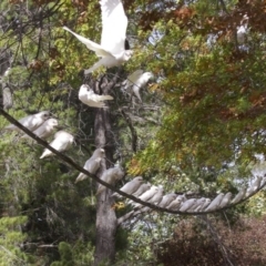 Cacatua sanguinea at Lyneham, ACT - 14 Apr 2018