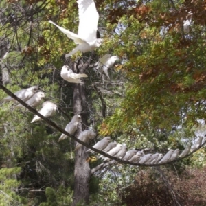 Cacatua sanguinea at Lyneham, ACT - 14 Apr 2018