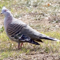 Ocyphaps lophotes (Crested Pigeon) at Dickson Wetland - 14 Apr 2018 by jbromilow50