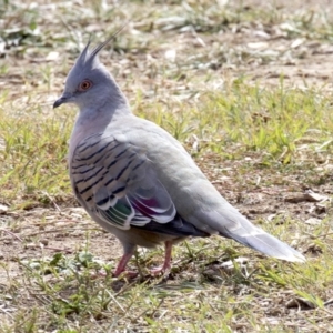 Ocyphaps lophotes at Dickson, ACT - 14 Apr 2018