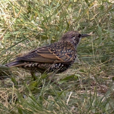 Sturnus vulgaris (Common Starling) at Dickson, ACT - 14 Apr 2018 by jbromilow50