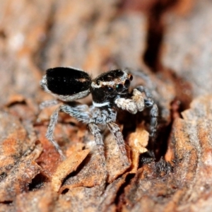 Maratus proszynskii at Booth, ACT - 4 Nov 2013