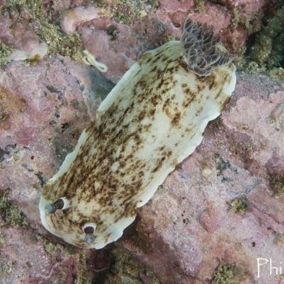 Aphelodoris varia (Aphelodoris varia) at Batemans Marine Park - 7 Apr 2018 by Acanthaster