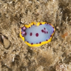 Hypselodoris bennetti (Hypselodoris bennetti) at Narooma, NSW - 8 Apr 2018 by Acanthaster
