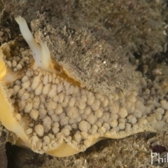 Umbraculum umbraculum (Atlantic Umbrella Slug) at Narooma, NSW - 7 Apr 2018 by PhilM