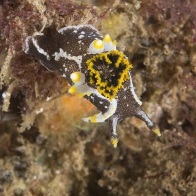 Polycera hedgpethi at Narooma, NSW - 7 Apr 2018 by PhilM