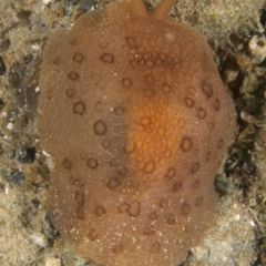 Pleurobranchus peronii (Pleurobranchus peronii) at Narooma, NSW - 7 Apr 2018 by PhilM