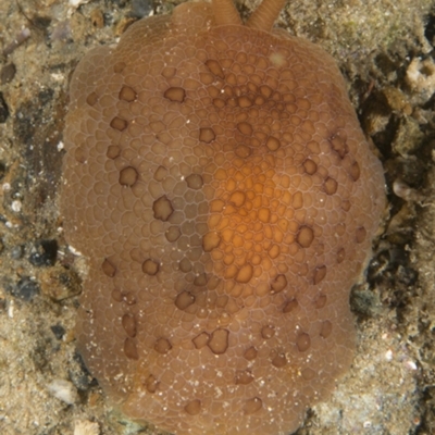 Pleurobranchus peronii (Pleurobranchus peronii) at Narooma, NSW - 7 Apr 2018 by PhilM