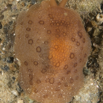 Pleurobranchus peronii (Pleurobranchus peronii) at Narooma, NSW - 8 Apr 2018 by Acanthaster