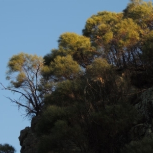 Acacia doratoxylon at Tennent, ACT - 14 Mar 2018 07:32 PM