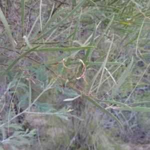 Acacia doratoxylon at Tennent, ACT - 14 Mar 2018 07:32 PM