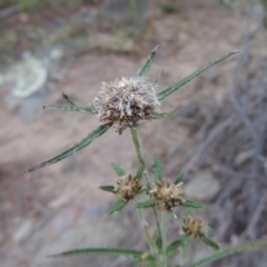 Euchiton sphaericus (Star Cudweed) at Tennent, ACT - 14 Mar 2018 by michaelb