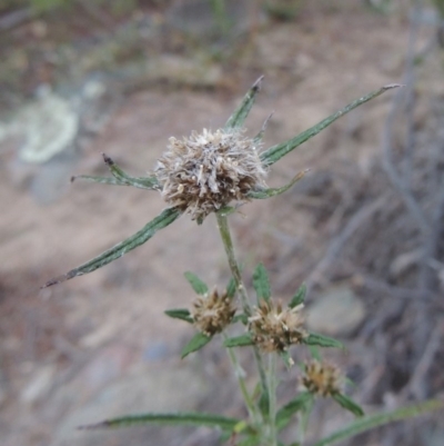 Euchiton sphaericus (star cudweed) at Tennent, ACT - 14 Mar 2018 by MichaelBedingfield