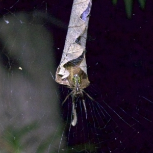 Phonognatha graeffei at Ainslie, ACT - 6 Apr 2018