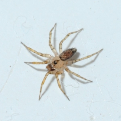 Oecobius navus (Midget house spider) at Belconnen, ACT - 5 Jan 2016 by Harrisi