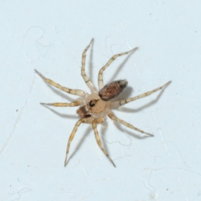 Oecobius sp. (genus) (Wall spider) at Belconnen, ACT - 5 Jan 2016 by Harrisi