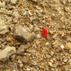 Trombidiidae (family) (Red velvet mite) at Symonston, ACT - 16 Apr 2018 by nath_kay