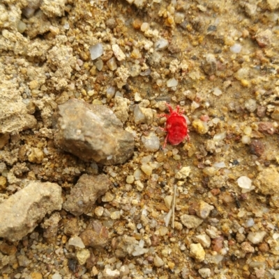 Trombidiidae (family) (Red velvet mite) at Symonston, ACT - 16 Apr 2018 by nath_kay