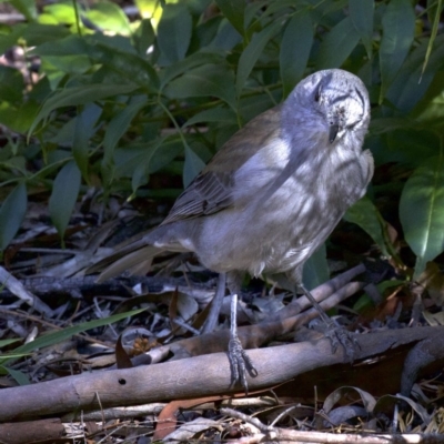 Colluricincla harmonica (Grey Shrikethrush) at Acton, ACT - 8 Apr 2018 by jb2602