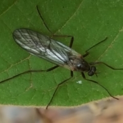 Boreoides subulatus (Wingless Soldier Fly) at Isaacs, ACT - 16 Apr 2018 by Mike