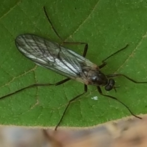 Boreoides subulatus at Isaacs Ridge - 16 Apr 2018 02:32 PM