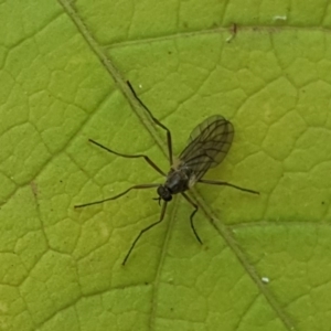 Boreoides subulatus at Isaacs Ridge - 16 Apr 2018 02:32 PM