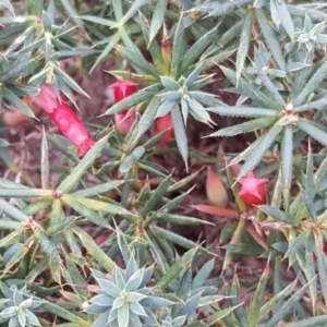 Astroloma humifusum at Isaacs Ridge - 16 Apr 2018