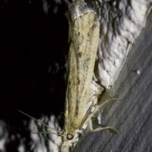 Crambidae sp. (family) at Ainslie, ACT - 6 Apr 2018