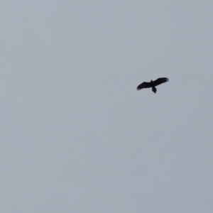 Aquila audax at Isaacs Ridge - 16 Apr 2018 04:02 PM