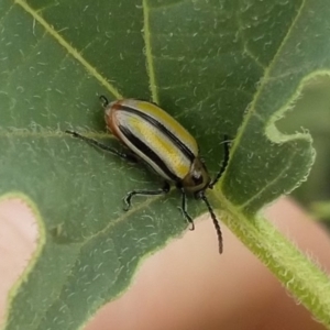 Lema (Quasilema) daturaphila at Stromlo, ACT - 16 Apr 2018 10:47 AM