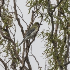 Oriolus sagittatus (Olive-backed Oriole) at Fyshwick, ACT - 15 Apr 2018 by Alison Milton