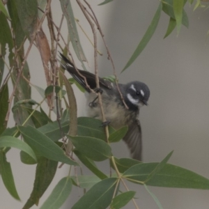 Rhipidura albiscapa at Fyshwick, ACT - 15 Apr 2018 02:19 PM