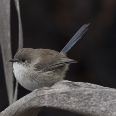 Malurus cyaneus (Superb Fairywren) at Fyshwick, ACT - 15 Apr 2018 by Alison Milton