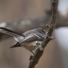 Rhipidura albiscapa (Grey Fantail) at Fyshwick, ACT - 15 Apr 2018 by Alison Milton