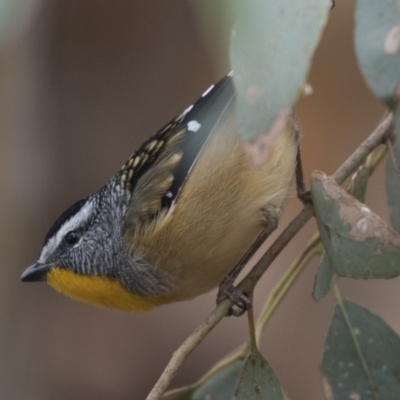 Pardalotus punctatus (Spotted Pardalote) at Fyshwick, ACT - 15 Apr 2018 by AlisonMilton