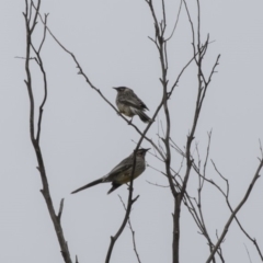 Anthochaera carunculata (Red Wattlebird) at Fyshwick, ACT - 15 Apr 2018 by Alison Milton