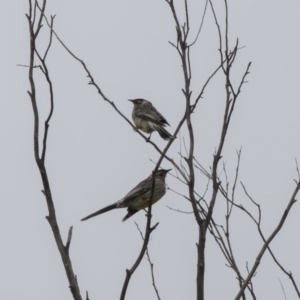 Anthochaera carunculata at Fyshwick, ACT - 15 Apr 2018