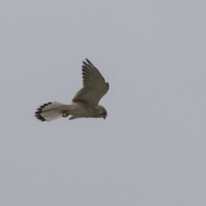 Falco cenchroides at Fyshwick, ACT - 15 Apr 2018