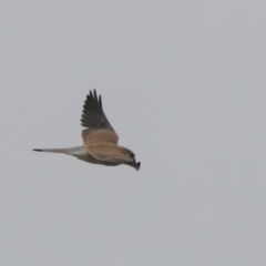 Falco cenchroides at Fyshwick, ACT - 15 Apr 2018 03:11 PM