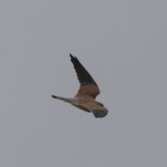 Falco cenchroides at Fyshwick, ACT - 15 Apr 2018 03:11 PM