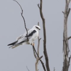 Elanus axillaris (Black-shouldered Kite) at Fyshwick, ACT - 15 Apr 2018 by Alison Milton