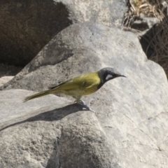 Nesoptilotis leucotis (White-eared Honeyeater) at Greenway, ACT - 9 Apr 2018 by AlisonMilton