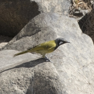 Nesoptilotis leucotis (White-eared Honeyeater) at Greenway, ACT - 9 Apr 2018 by Alison Milton