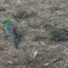 Psephotus haematonotus (Red-rumped Parrot) at Greenway, ACT - 9 Apr 2018 by Alison Milton