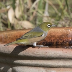 Zosterops lateralis (Silvereye) at Higgins, ACT - 10 Apr 2018 by AlisonMilton