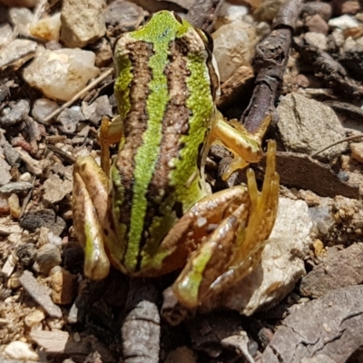Litoria verreauxii alpina (Alpine Tree-frog) at Mount Clear, ACT - 29 Oct 2017 by Harrisi