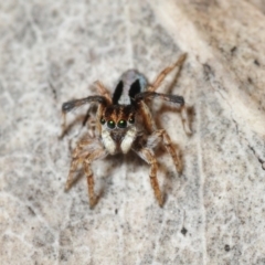 Maratus chrysomelas (Variable Peacock Spider) at Jerrabomberra, NSW - 25 Sep 2016 by Harrisi