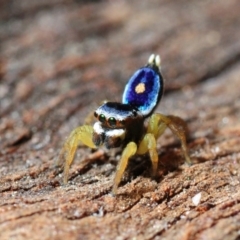 Maratus hesperus (Venus Peacock Spider) at Belconnen, ACT - 29 Oct 2013 by Harrisi